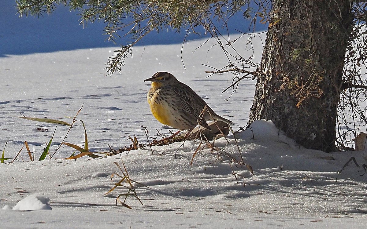 Western Meadowlark - ML646797250