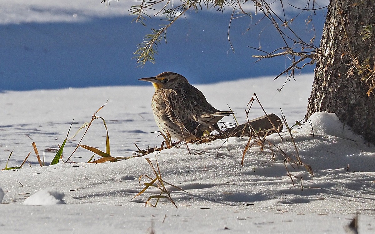 Western Meadowlark - ML646797251