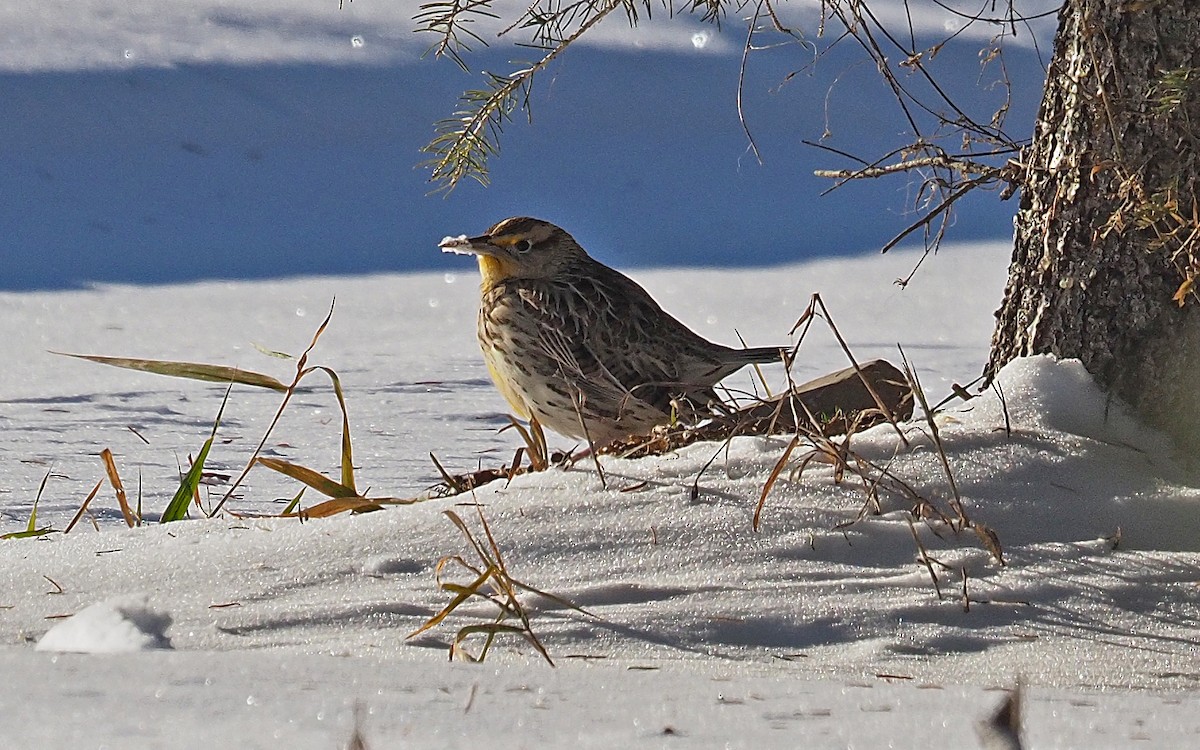 Western Meadowlark - ML646797252