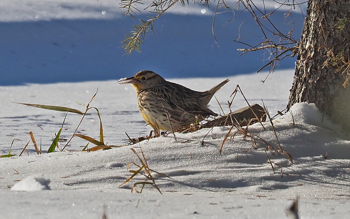 Western Meadowlark - ML646797253