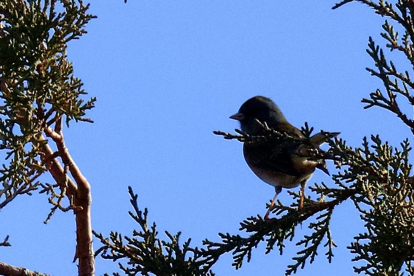 Dark-eyed Junco - ML646797254