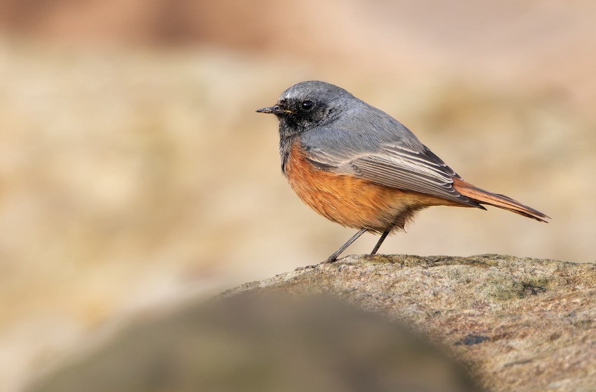 Hausrotschwanz [ochruros-Gruppe] - ML646797255