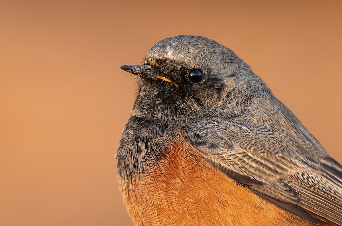 Hausrotschwanz [ochruros-Gruppe] - ML646797256