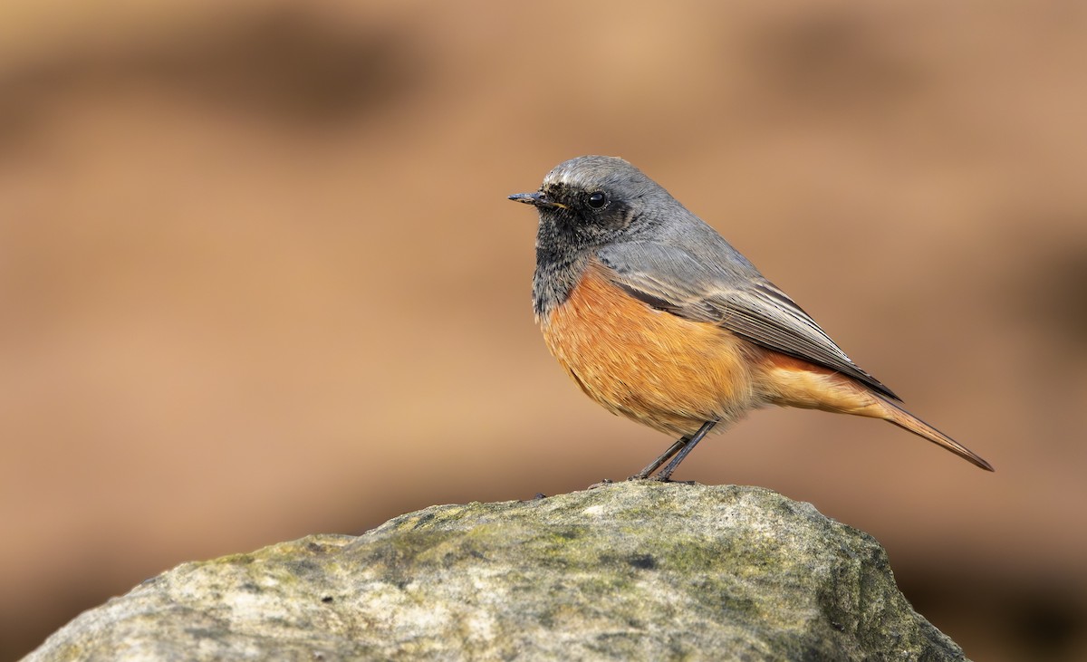 Hausrotschwanz [ochruros-Gruppe] - ML646797258