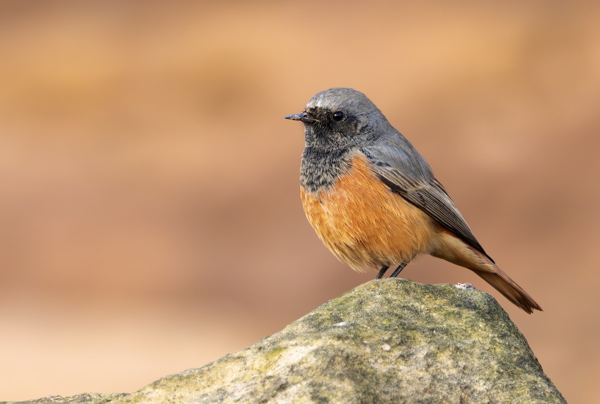 Hausrotschwanz [ochruros-Gruppe] - ML646797259