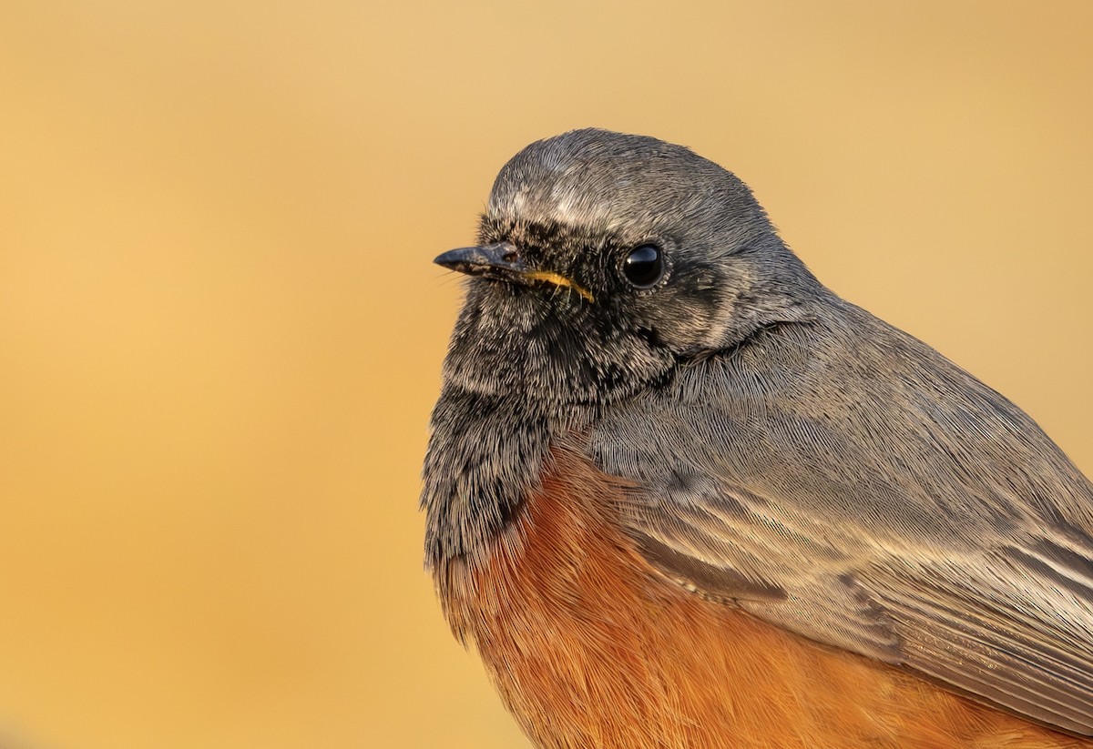 Hausrotschwanz [ochruros-Gruppe] - ML646797260