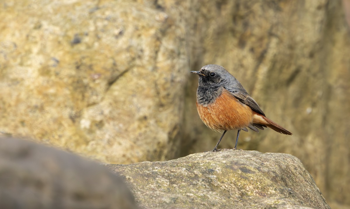 Hausrotschwanz [ochruros-Gruppe] - ML646797262