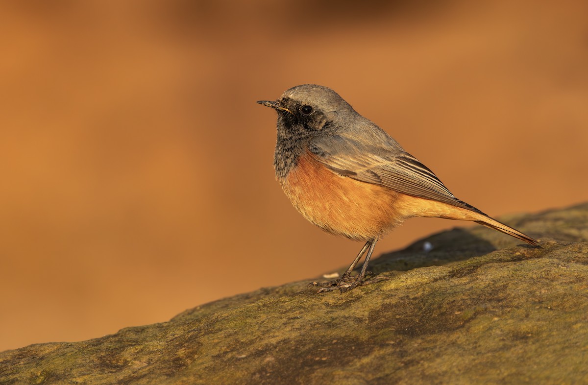 Hausrotschwanz [ochruros-Gruppe] - ML646797263