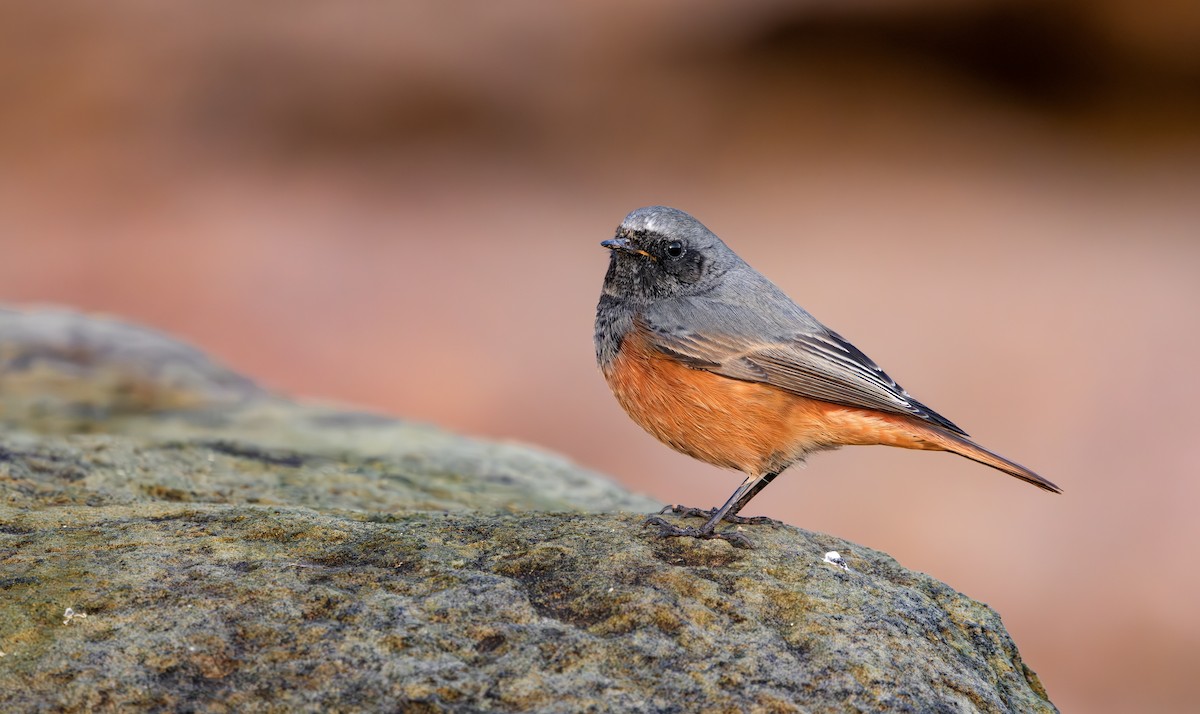 Hausrotschwanz [ochruros-Gruppe] - ML646797266