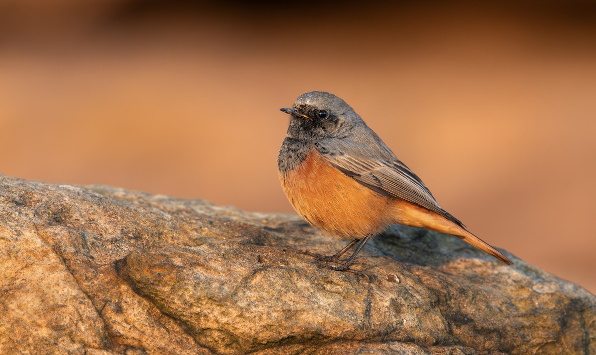 Hausrotschwanz [ochruros-Gruppe] - ML646797268