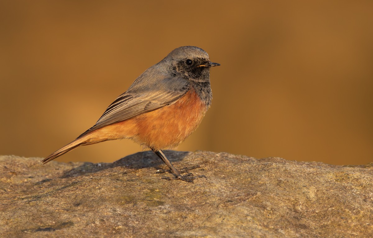 Hausrotschwanz [ochruros-Gruppe] - ML646797270