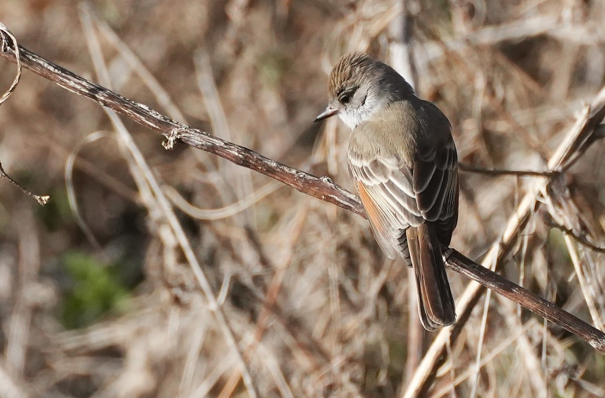 Copetón Cenizo - ML646797271