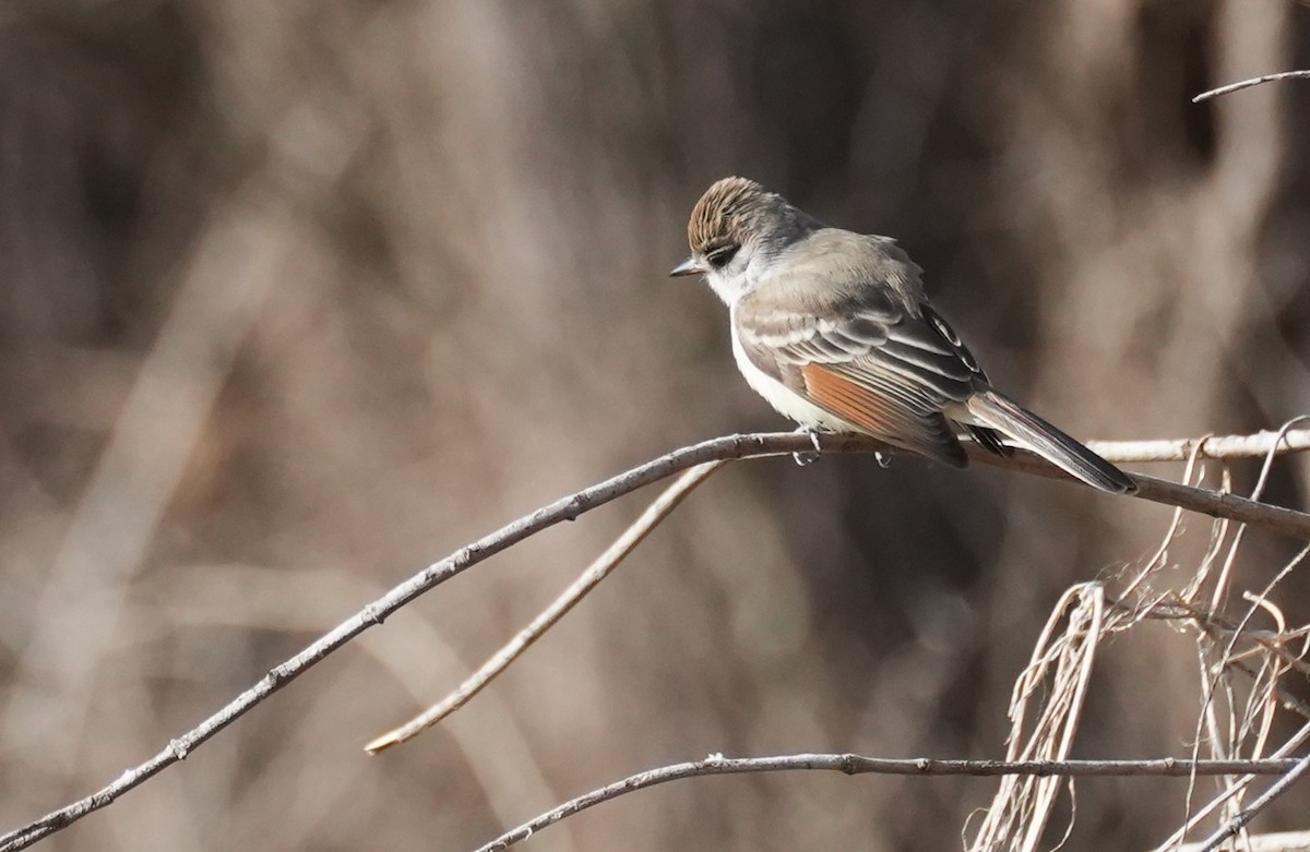 Copetón Cenizo - ML646797272