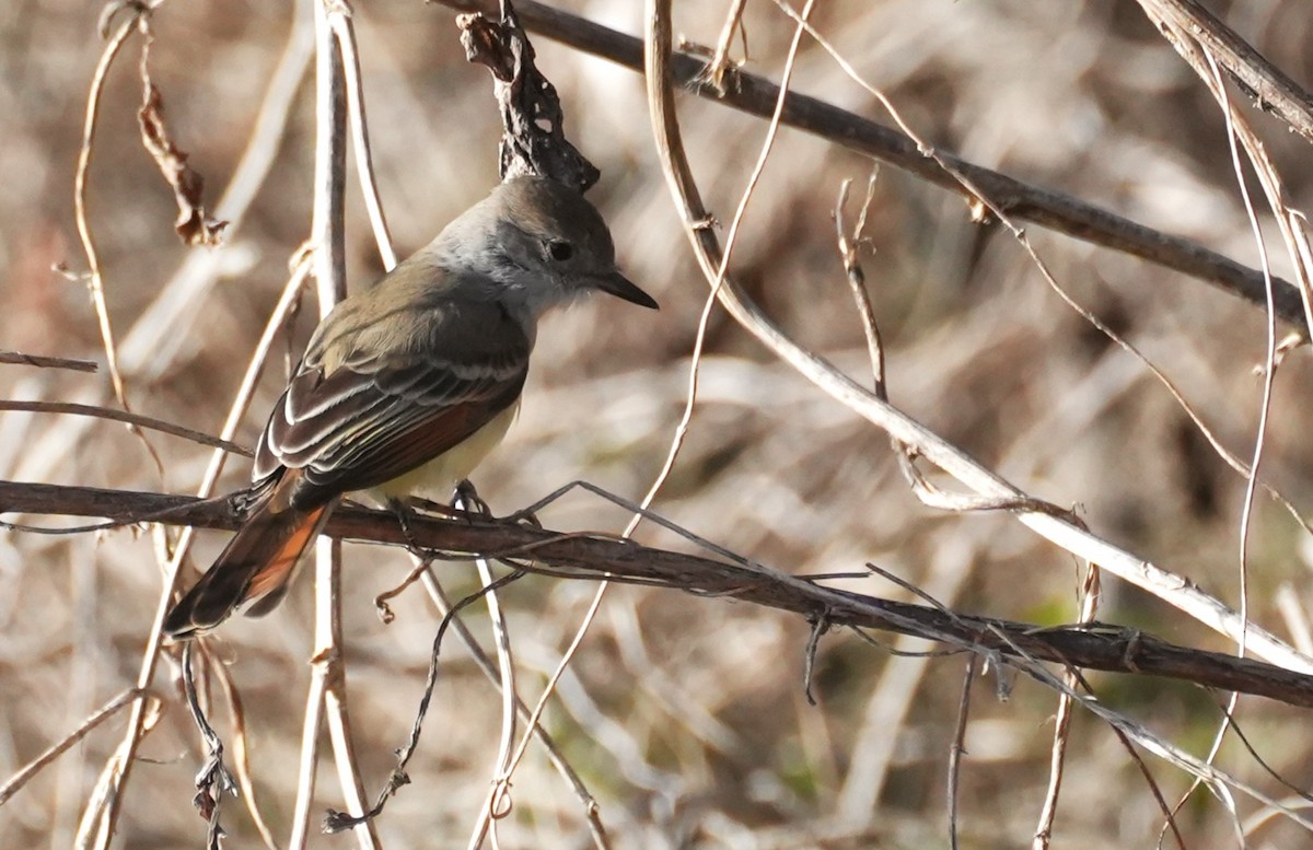 Copetón Cenizo - ML646797273