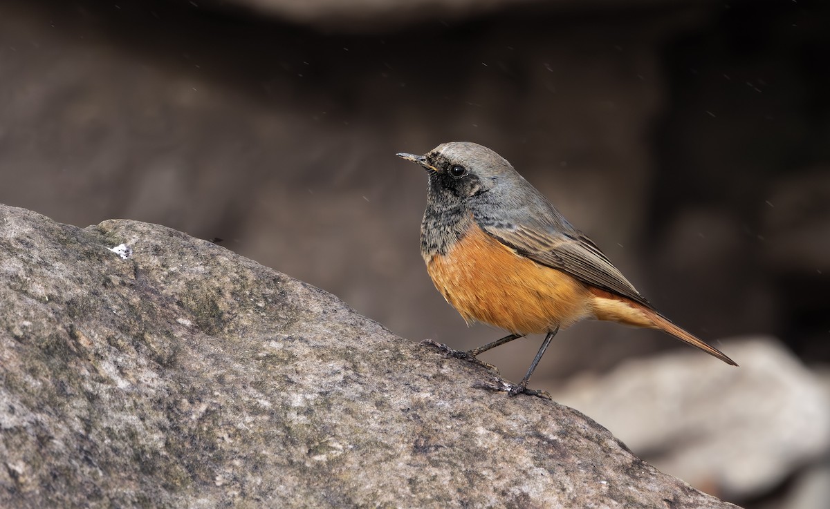 Hausrotschwanz [ochruros-Gruppe] - ML646797274