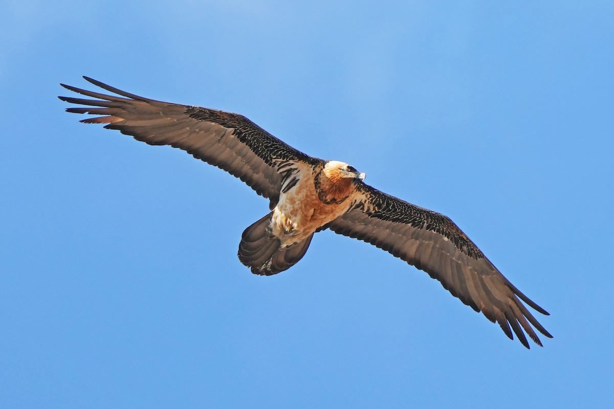 Bearded Vulture (Eurasian) - ML646797275