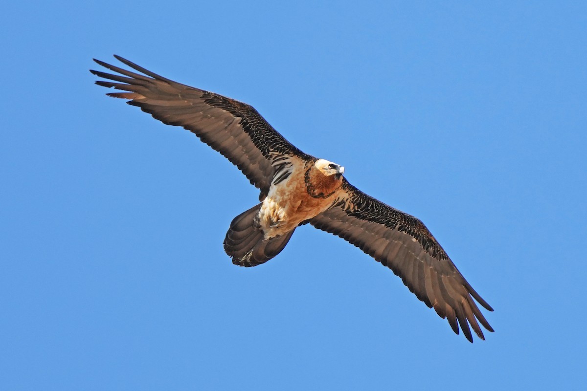 Бородач (barbatus) - ML646797276