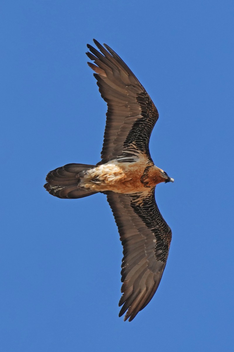 Бородач (barbatus) - ML646797277