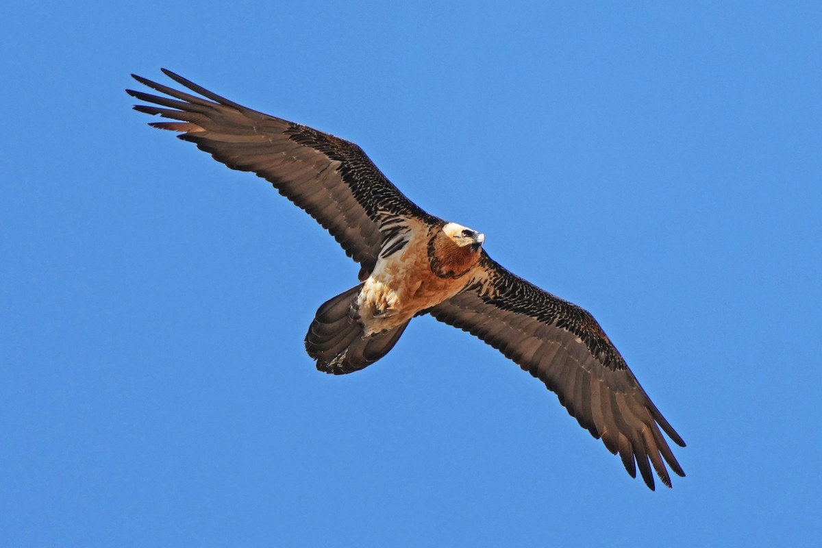 Bearded Vulture (Eurasian) - ML646797278
