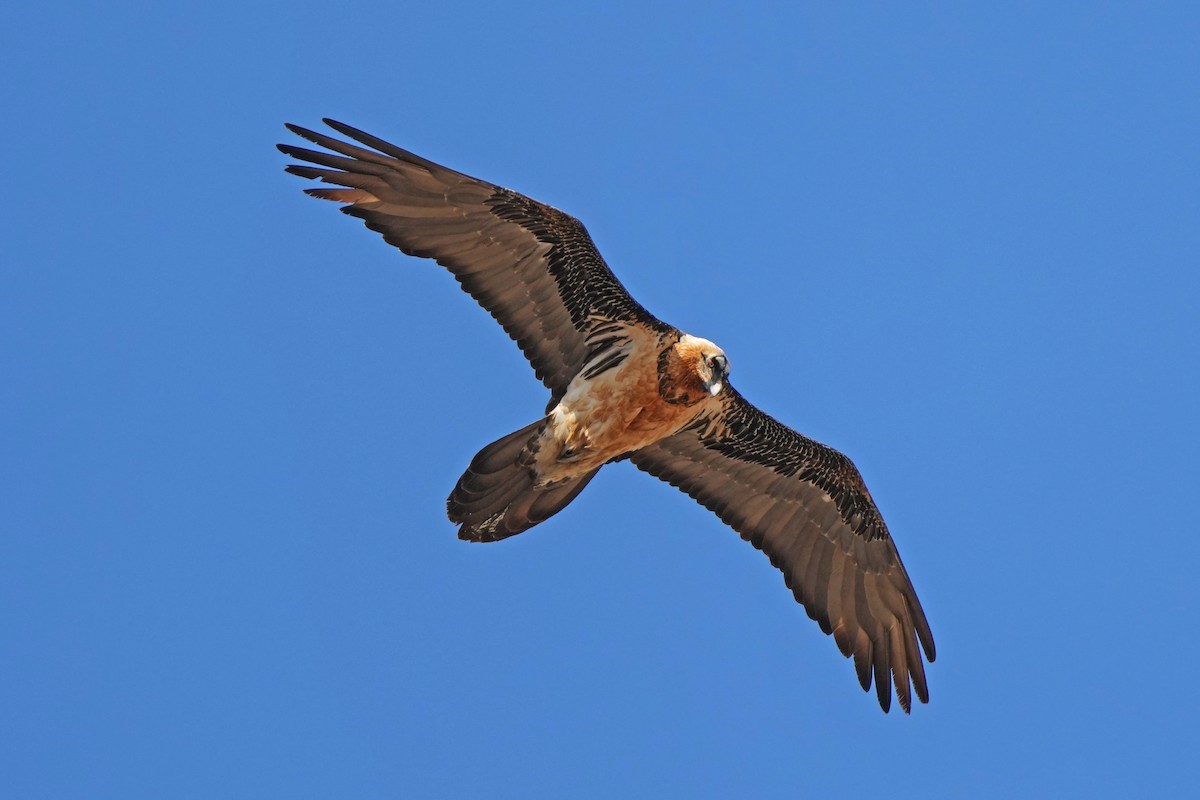 Bearded Vulture (Eurasian) - ML646797279