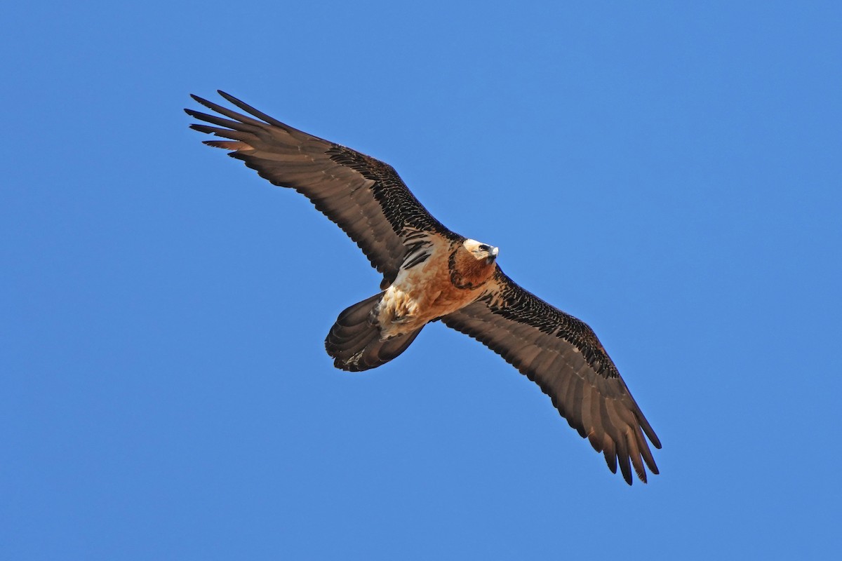 Бородач (barbatus) - ML646797280