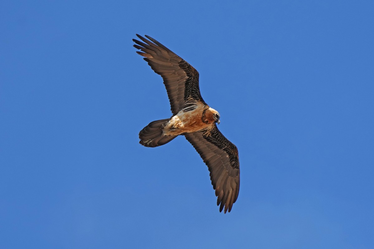 Бородач (barbatus) - ML646797281