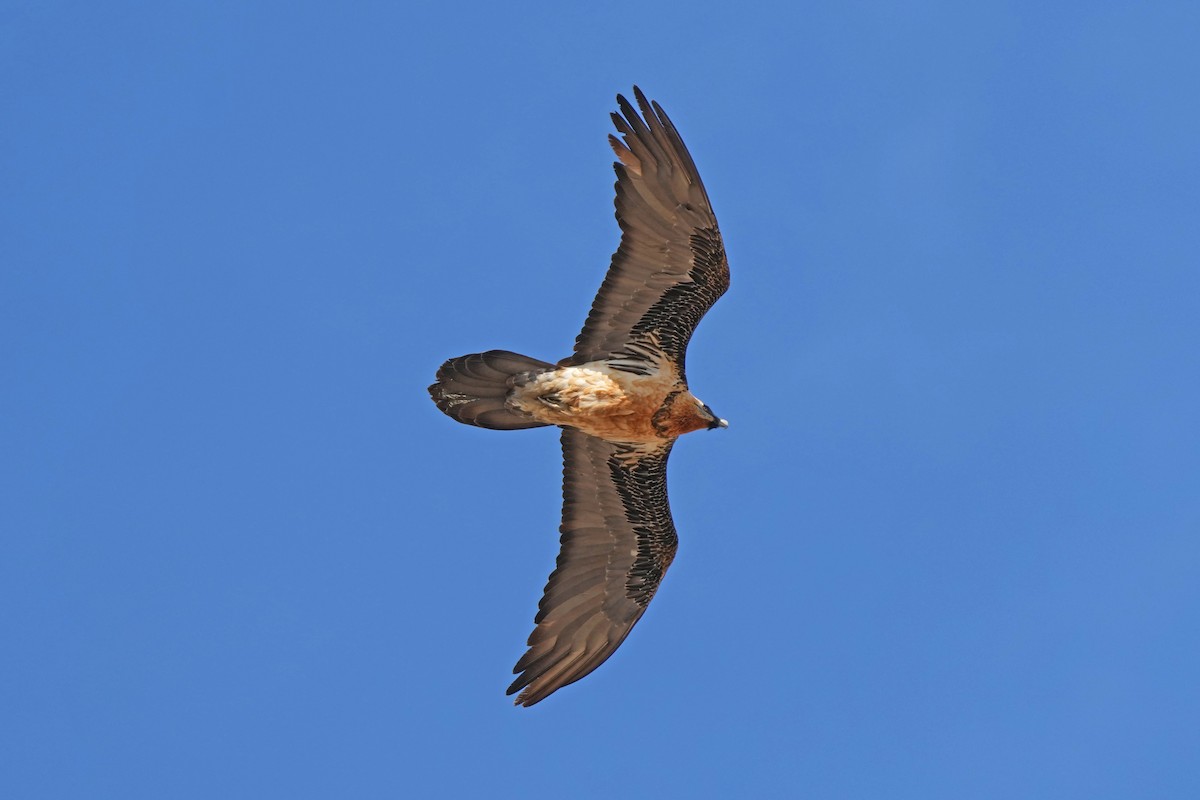 Bearded Vulture (Eurasian) - ML646797282