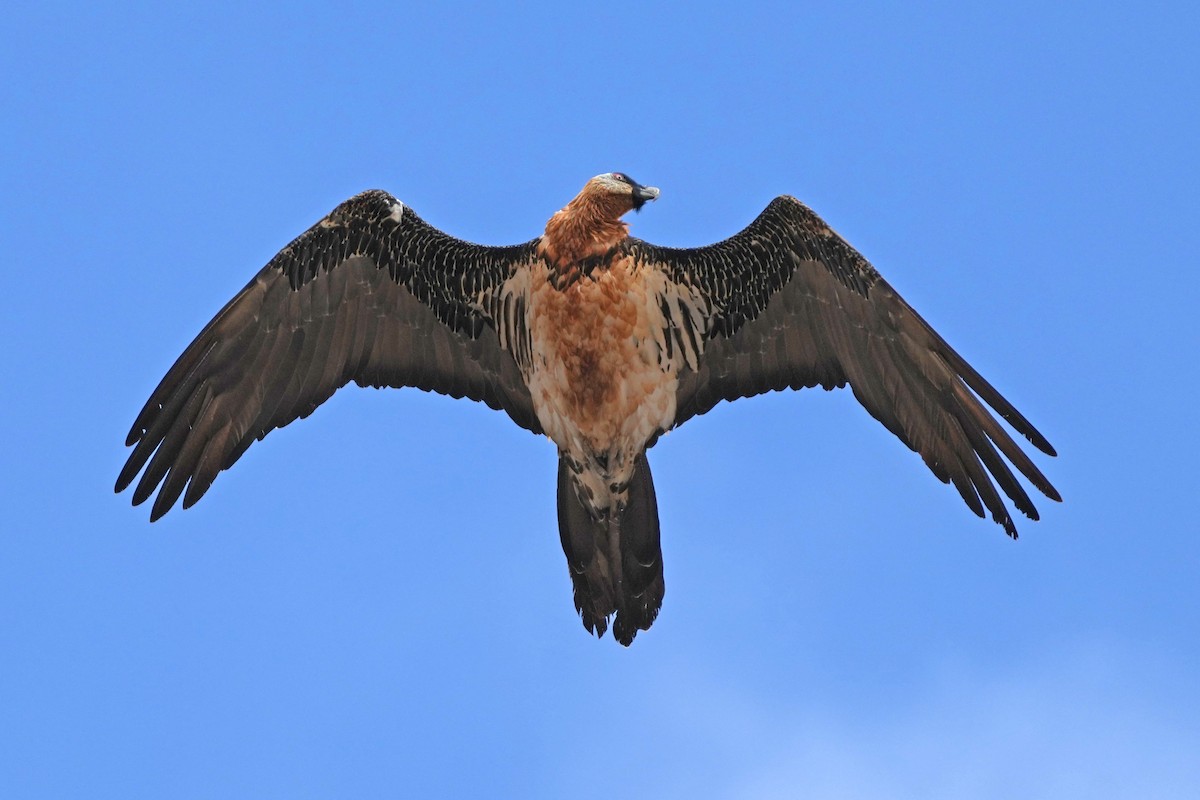 Бородач (barbatus) - ML646797283