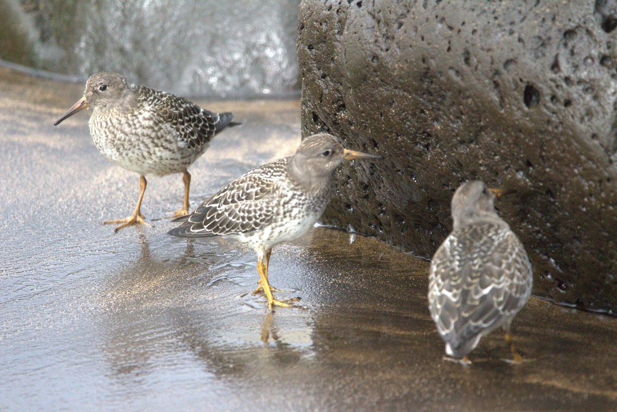 Txirri iluna - ML646797284