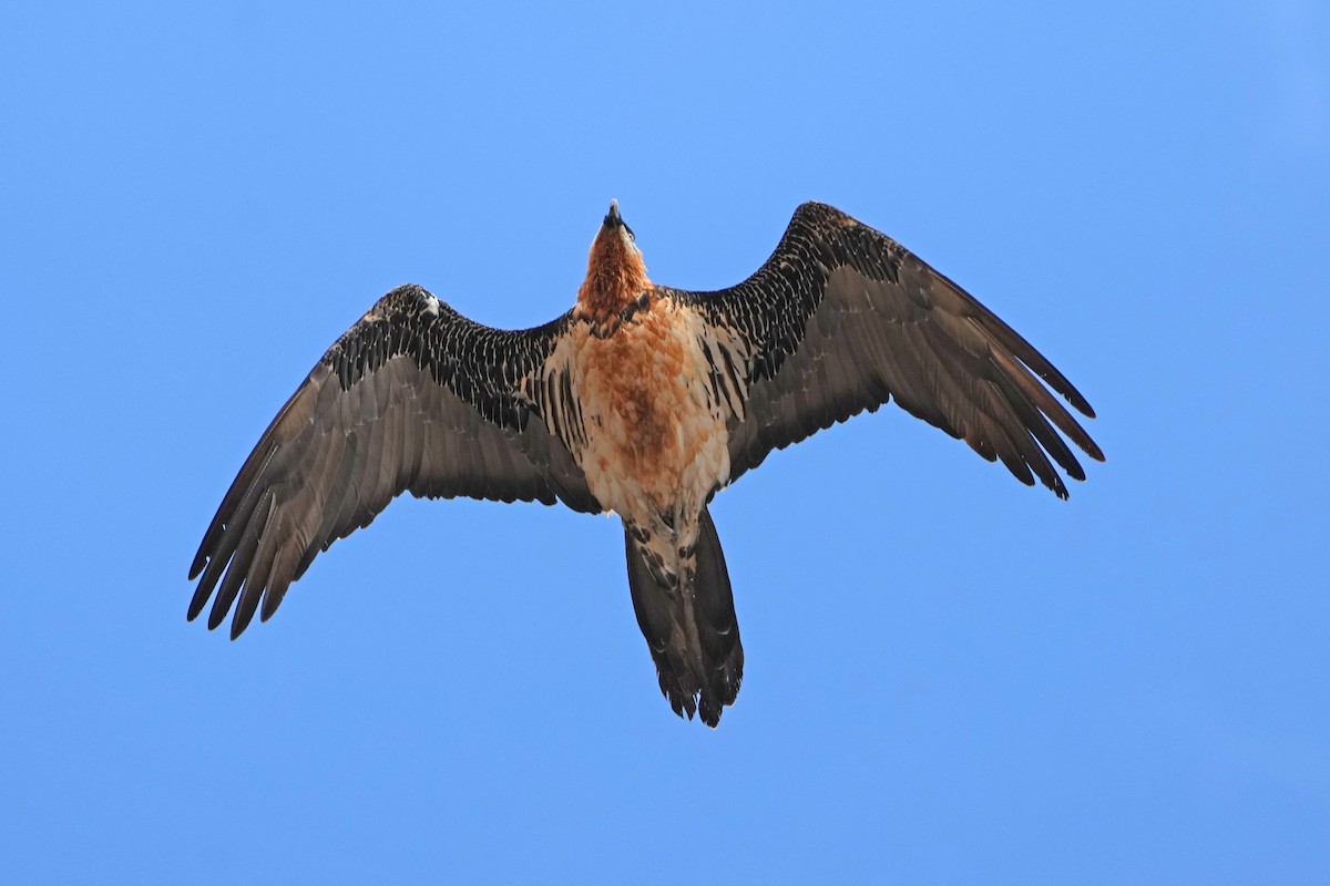 Bearded Vulture (Eurasian) - ML646797285
