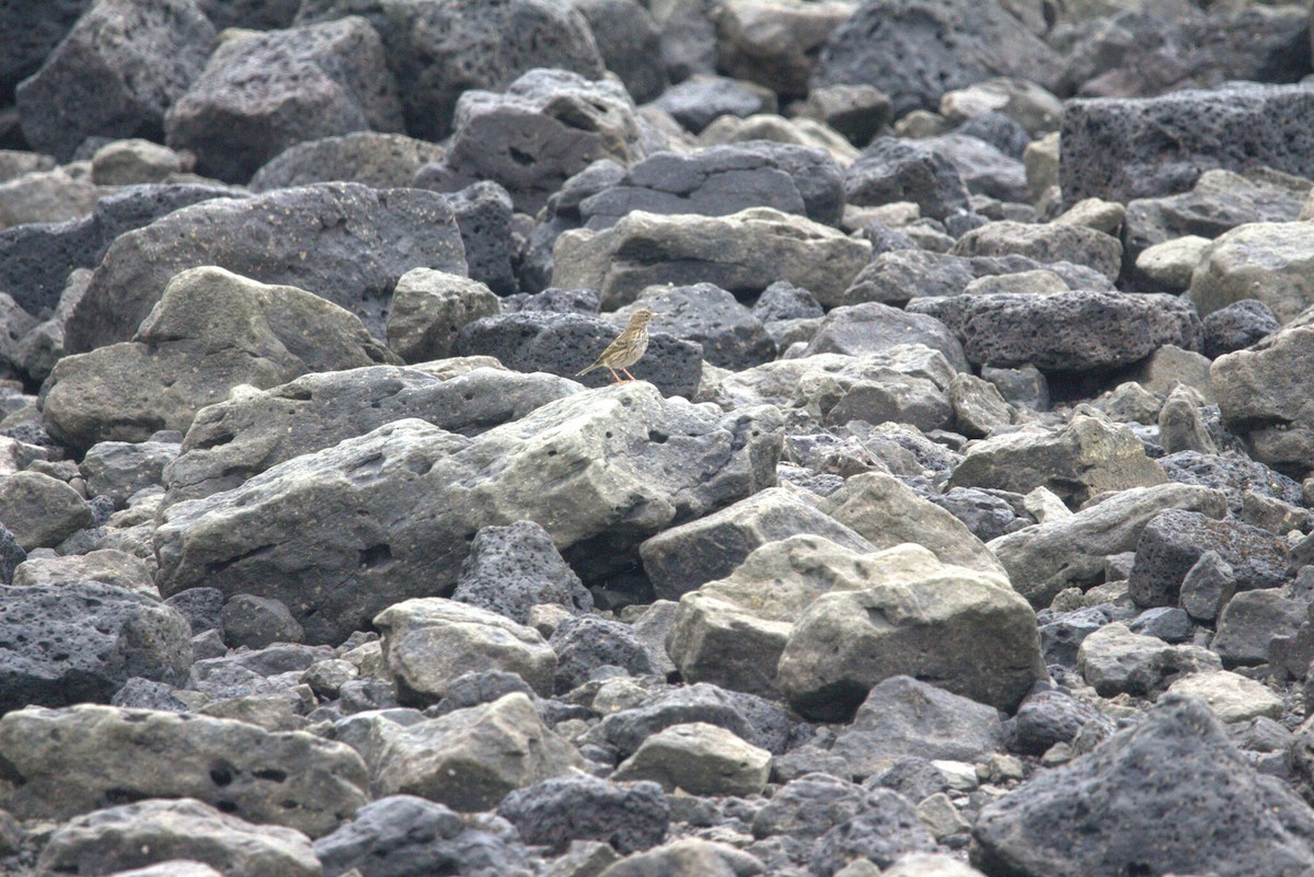 Negu-txirta - ML646797287