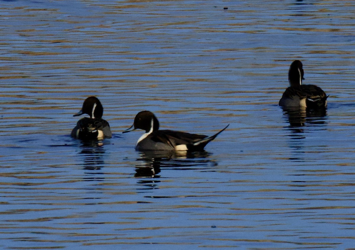 Northern Pintail - ML646797288