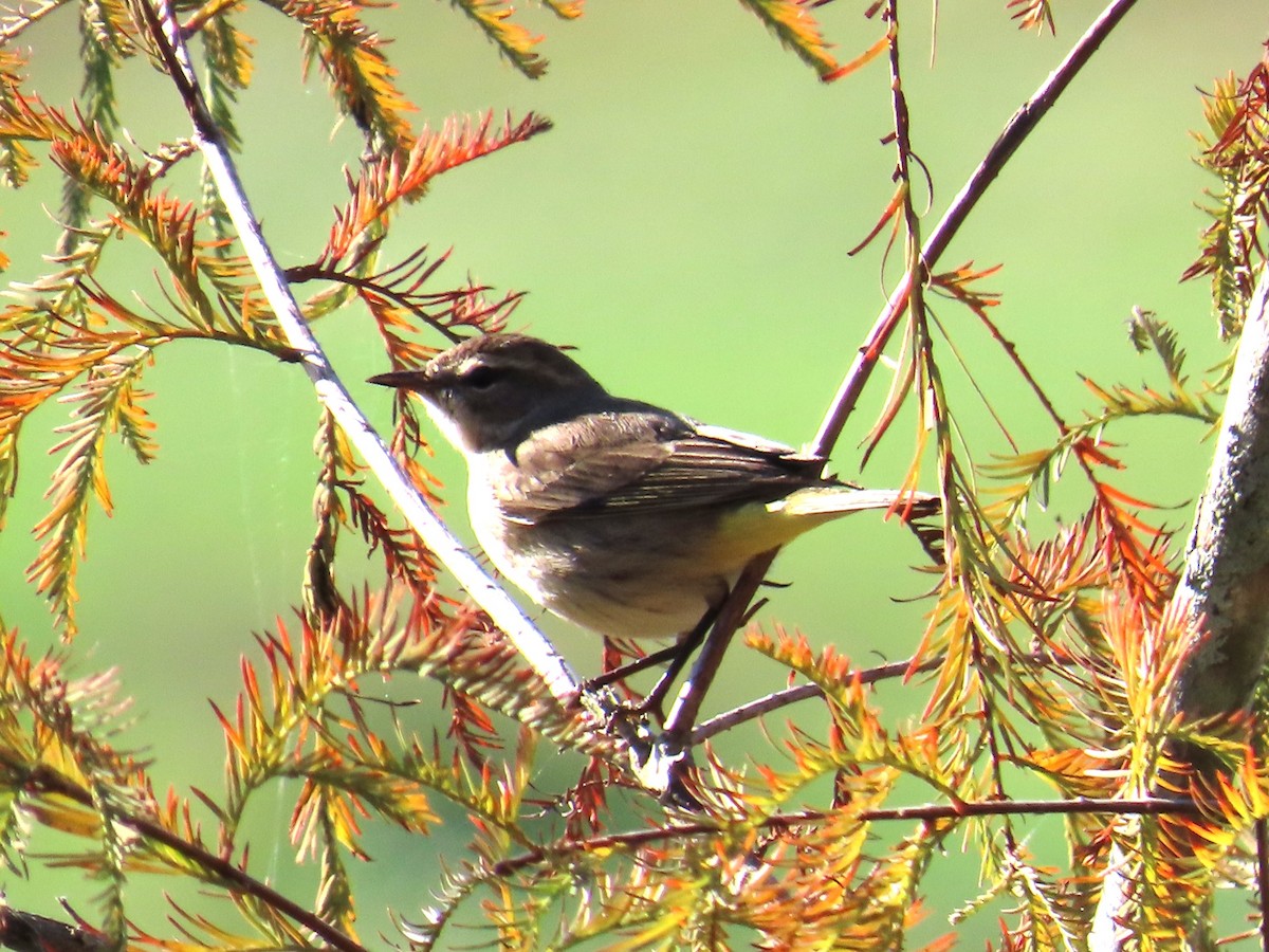 Palmenwaldsänger - ML646797289