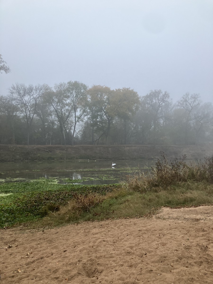 Great Egret - ML646797294