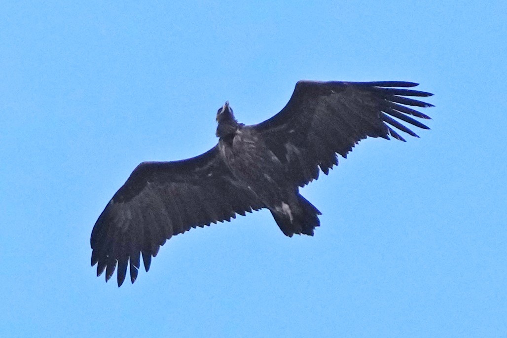 Mönchsgeier - ML646797298