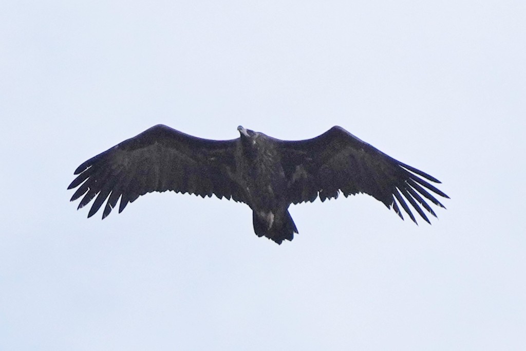 Mönchsgeier - ML646797299