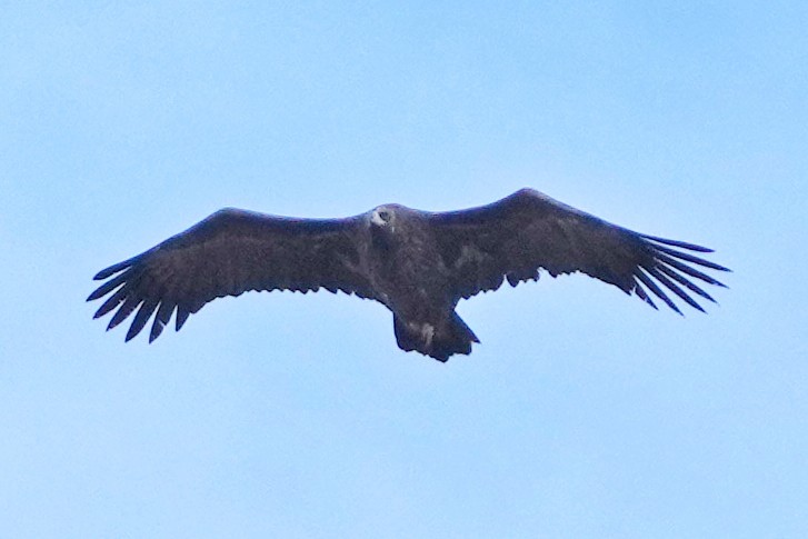 Mönchsgeier - ML646797300