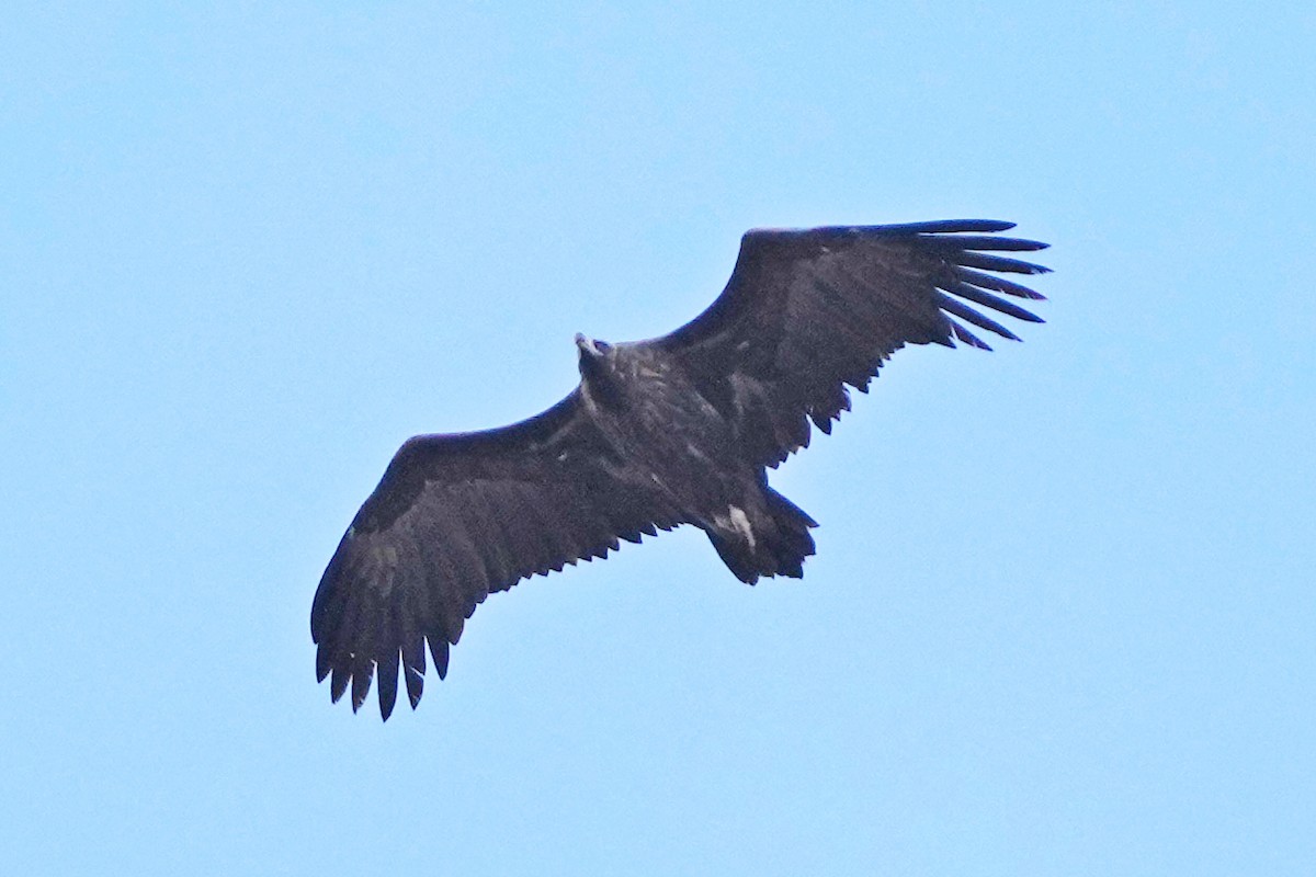 禿鷲 - ML646797301