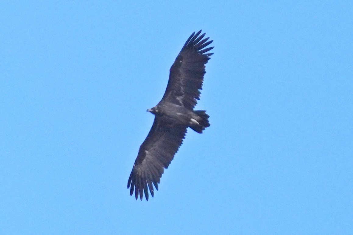 禿鷲 - ML646797302