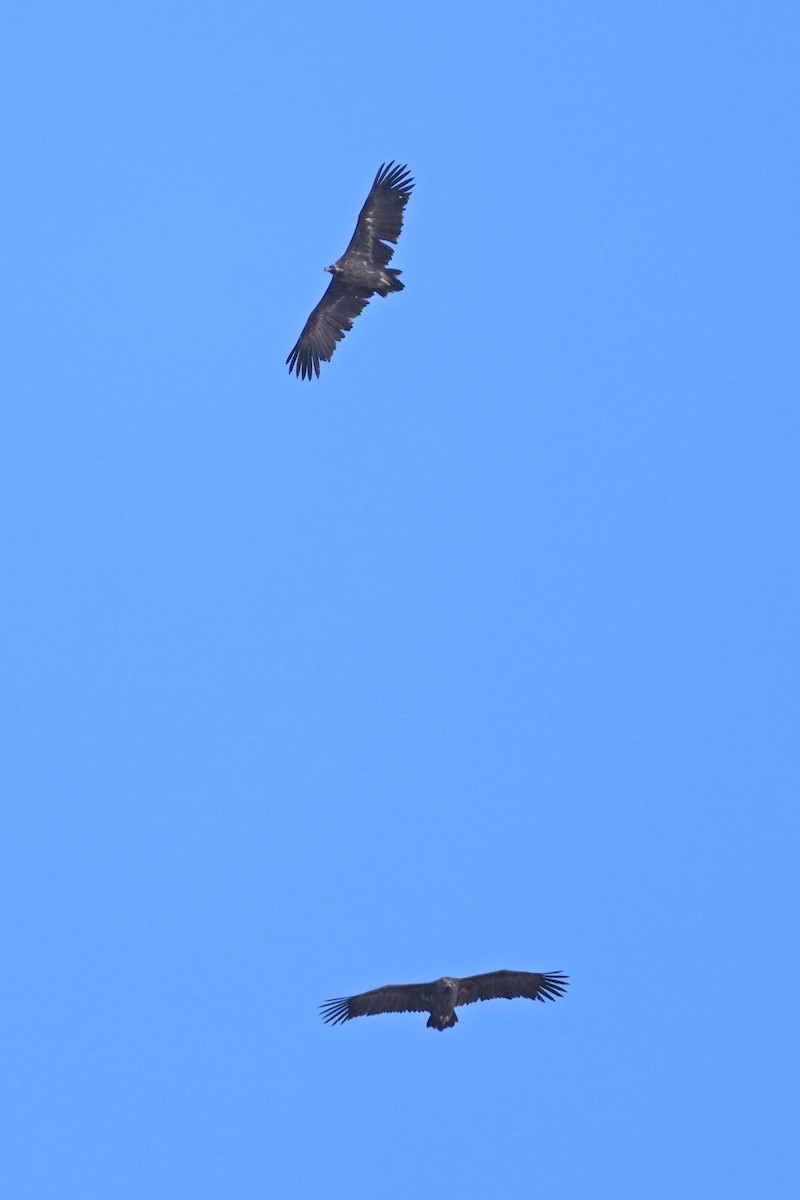 禿鷲 - ML646797303