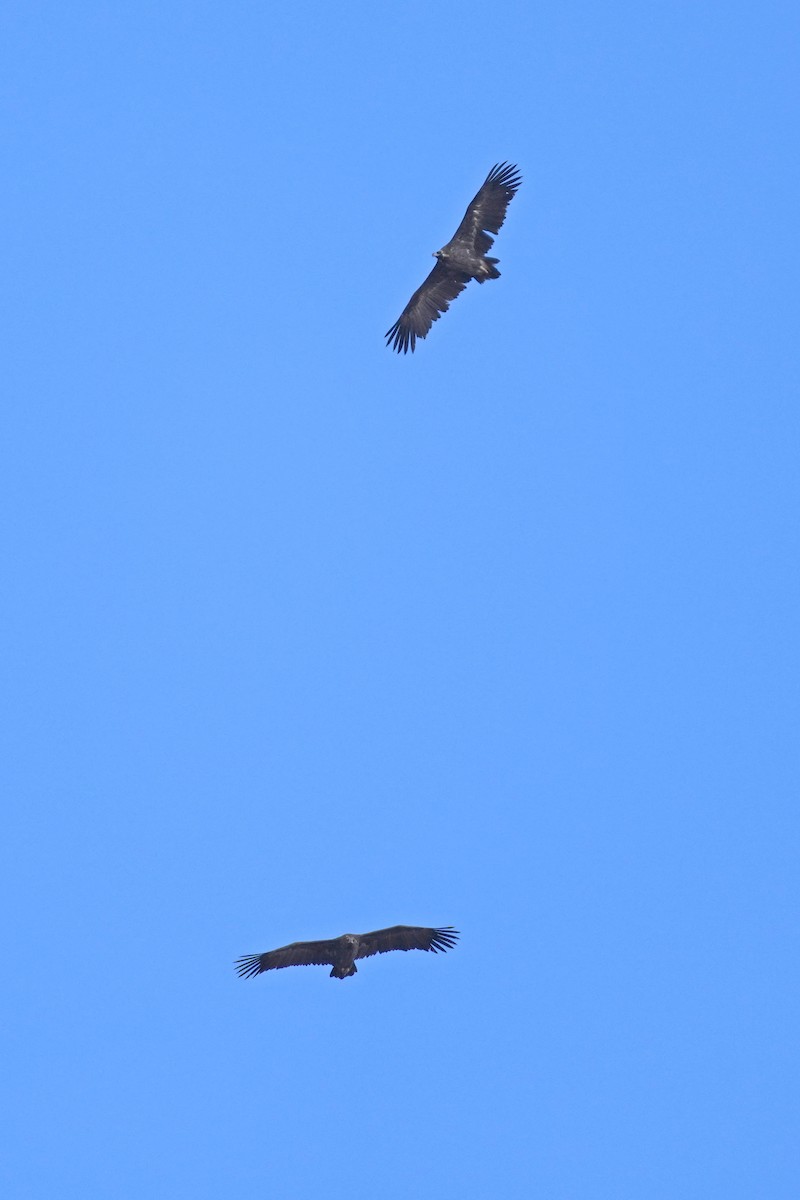 禿鷲 - ML646797304