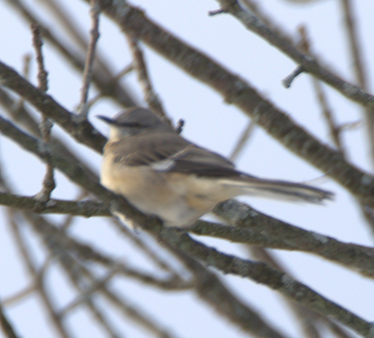 Northern Mockingbird - ML646797307