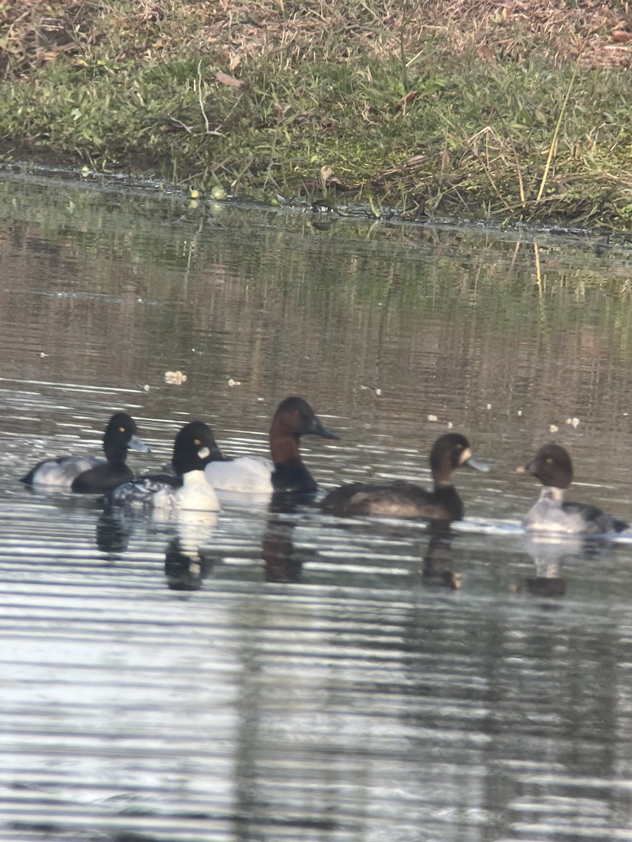 Морская чернеть - ML646797312