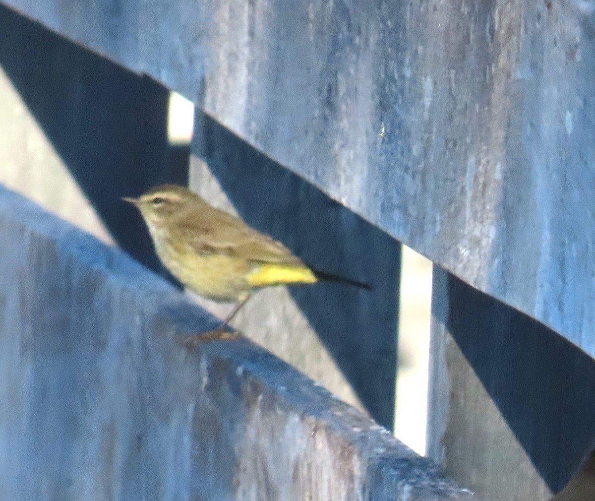 Palmenwaldsänger - ML646797313