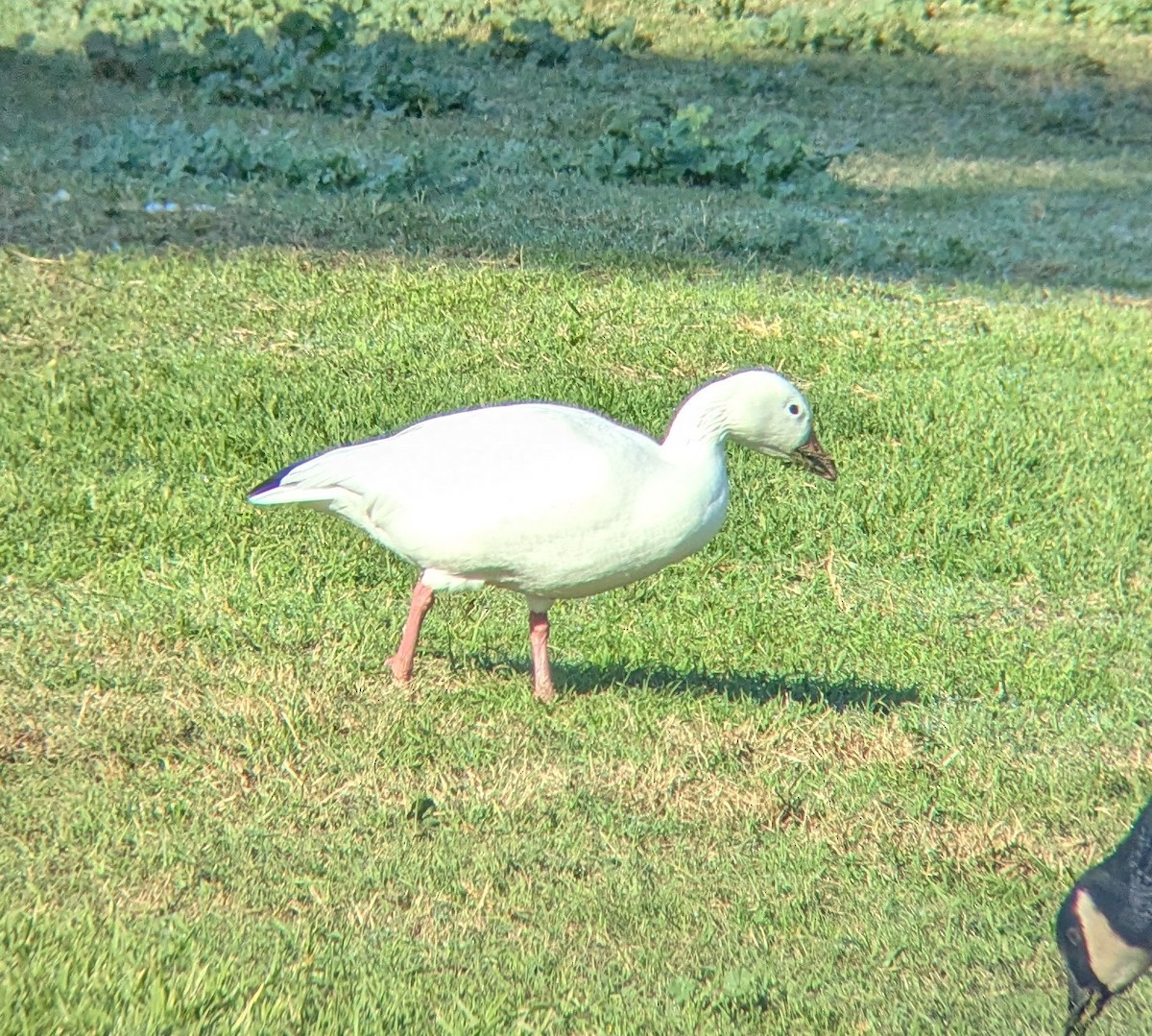 Elur-antzara - ML646797315