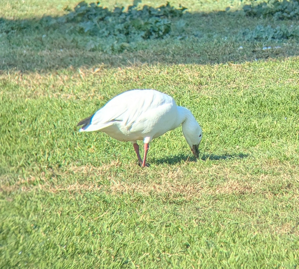 Elur-antzara - ML646797316