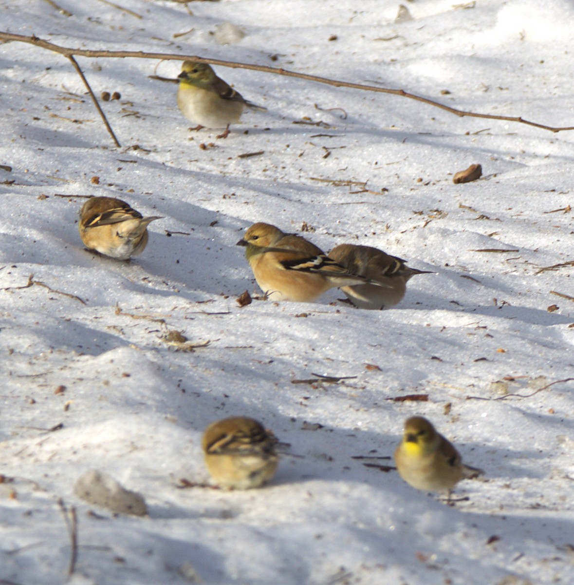 American Goldfinch - ML646797317