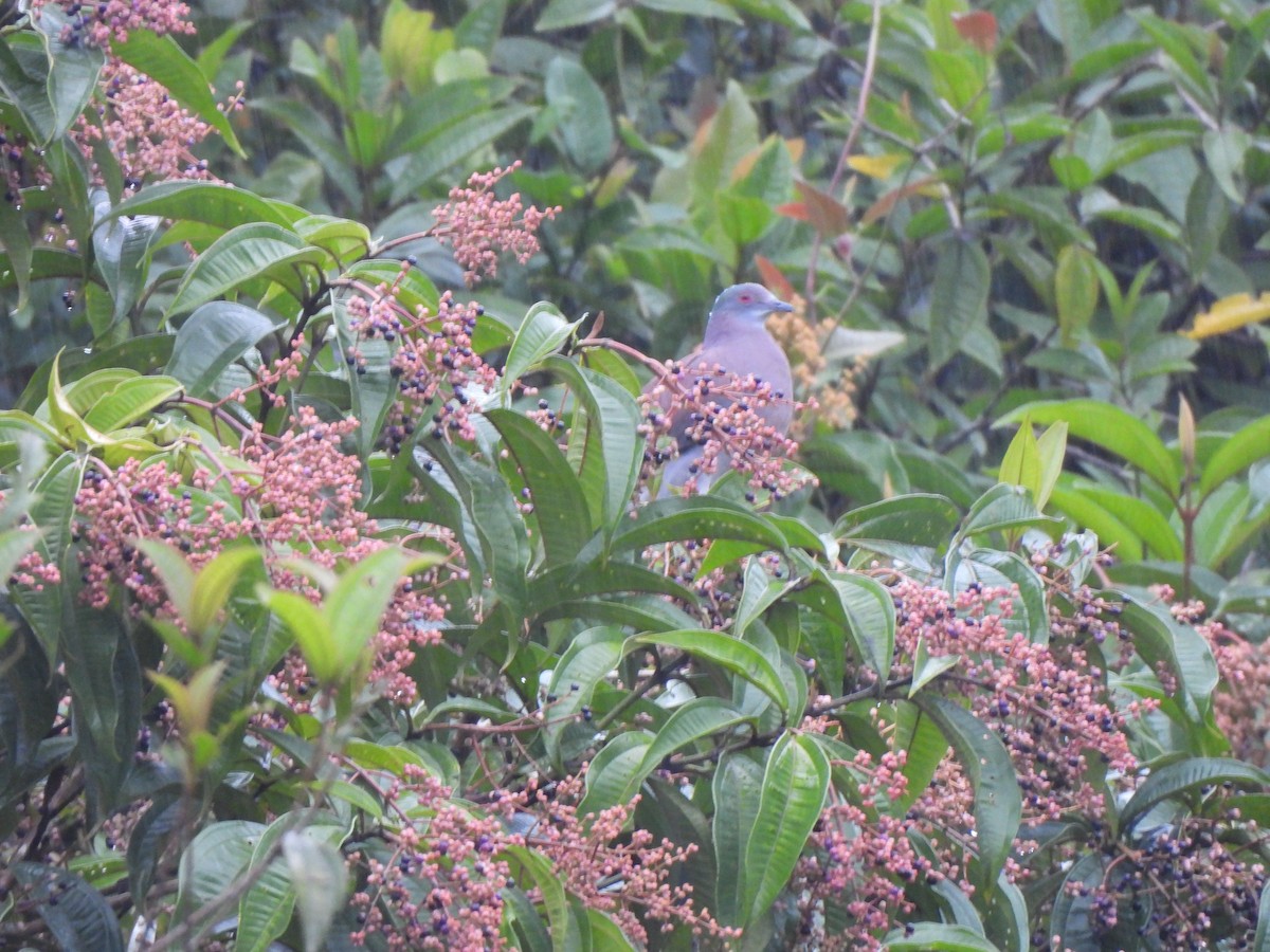 Pale-vented Pigeon - ML646797318