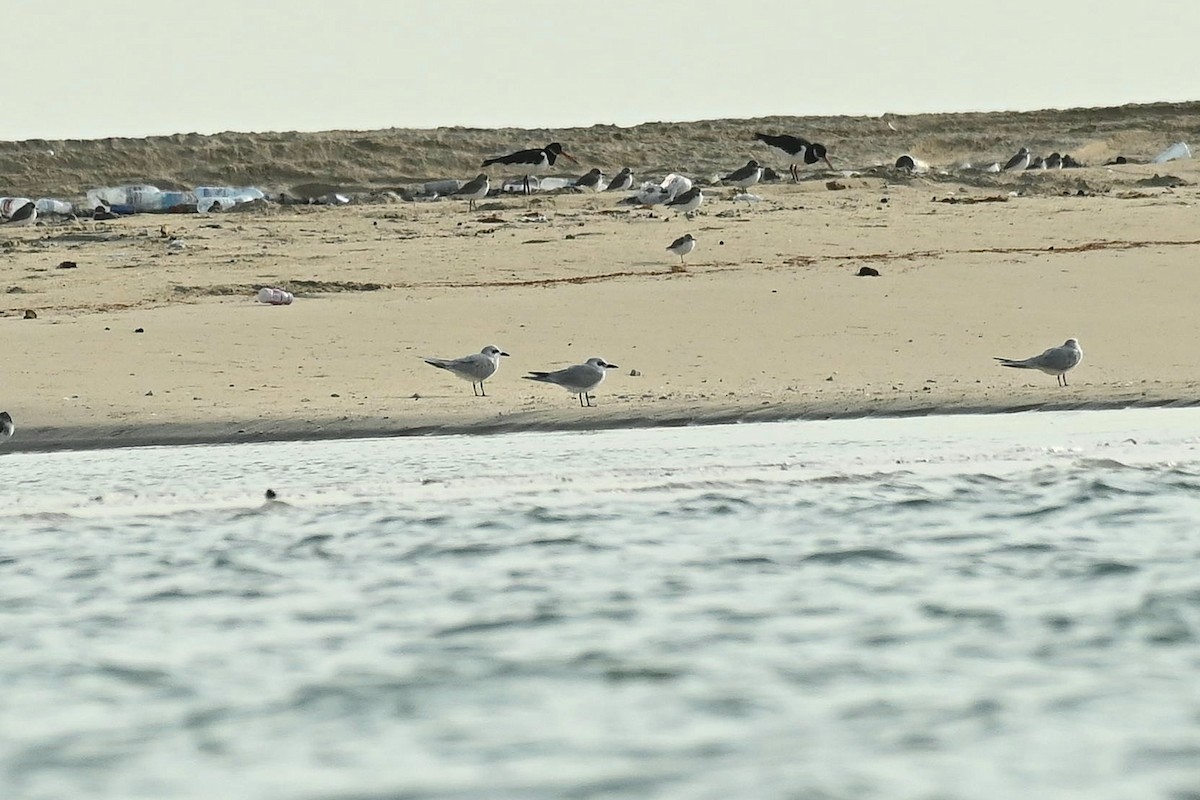 Gull-billed Tern - ML646797322