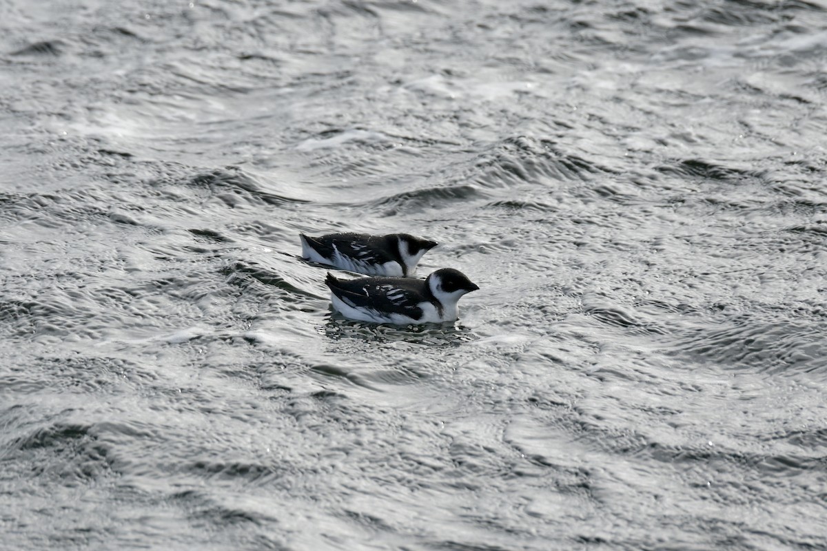 alkekonge - ML646797336